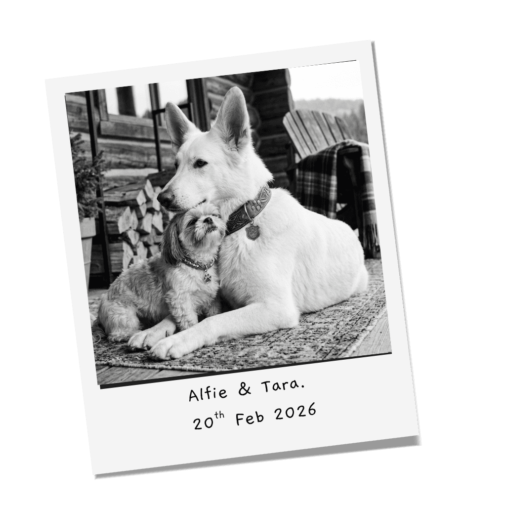 The Alfie and Tara homepage, led by the dogs themselves